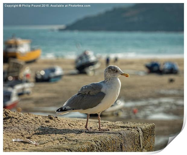  Seagull on the Rock Print by Philip Pound