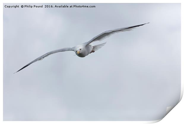 Seagull in Flight Print by Philip Pound