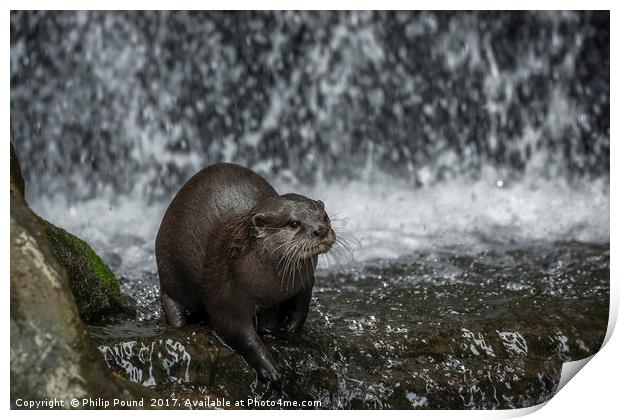 Asian Short Claw Otter and Waterfall Print by Philip Pound