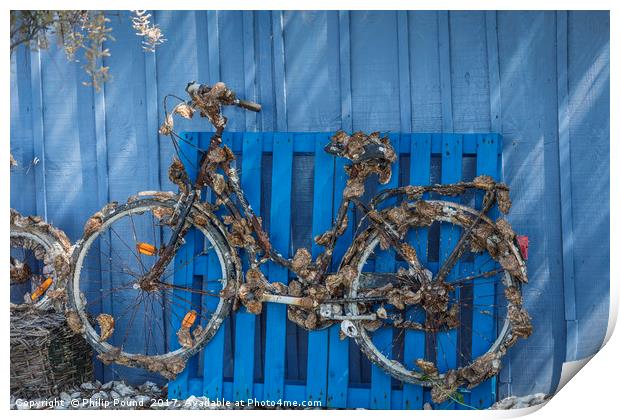 Oyster covered bicycle against blue fence Print by Philip Pound