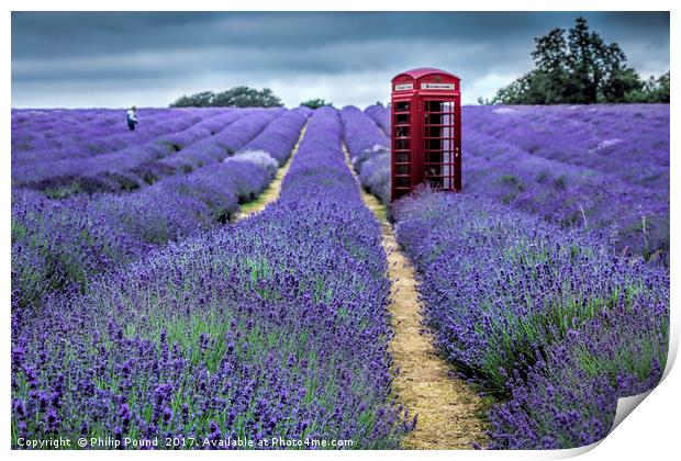 Lavender Fields Print by Philip Pound