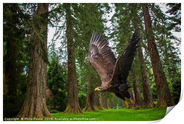 Golden Eagle and Giant Redwood Trees Print by Philip Pound