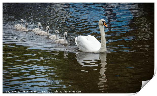 Mute Swan With Cygnets on Canal Print by Philip Pound