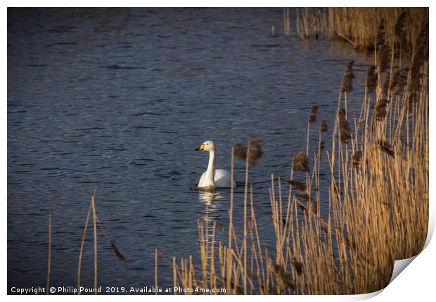 Whooper Swan Print by Philip Pound