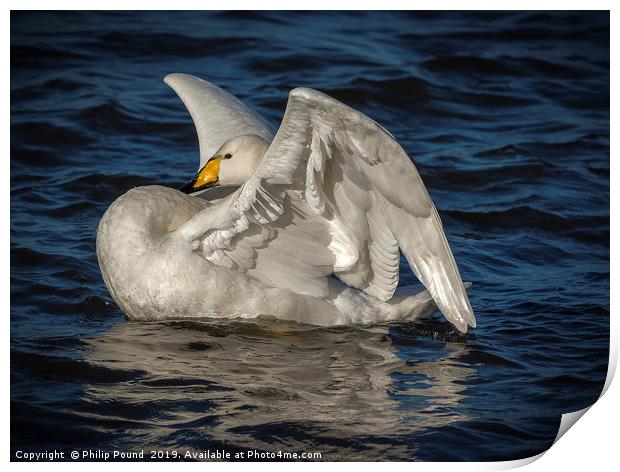 Whooper Swan Print by Philip Pound