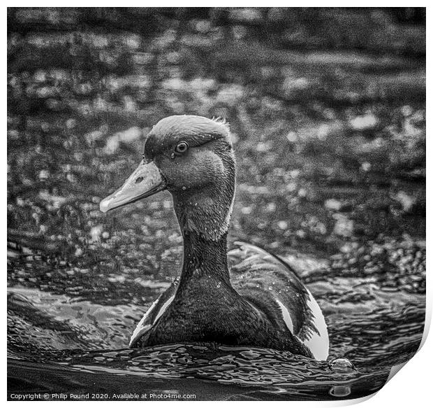 Black and White Duck on Water Print by Philip Pound