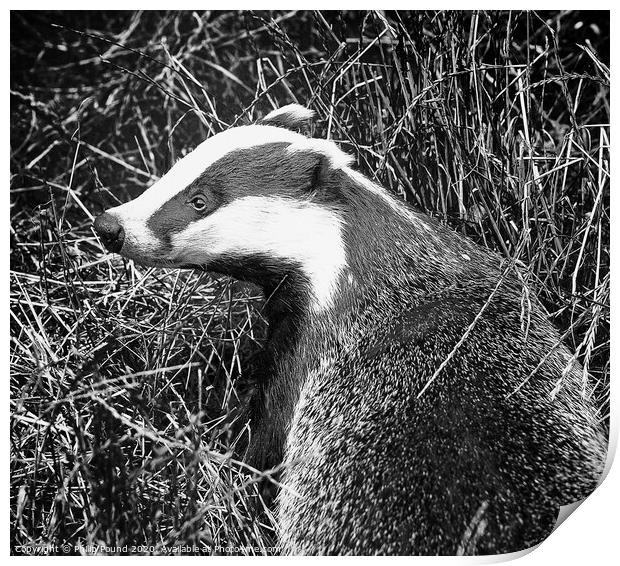 Badger Black and White Portrait Print by Philip Pound