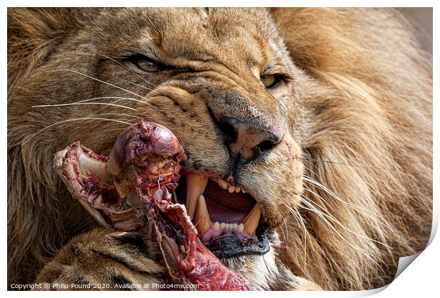 Lion Eating Raw Meat Print by Philip Pound