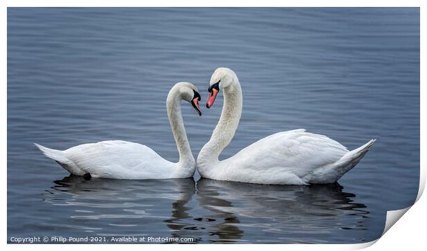 Valentine Swans Print by Philip Pound