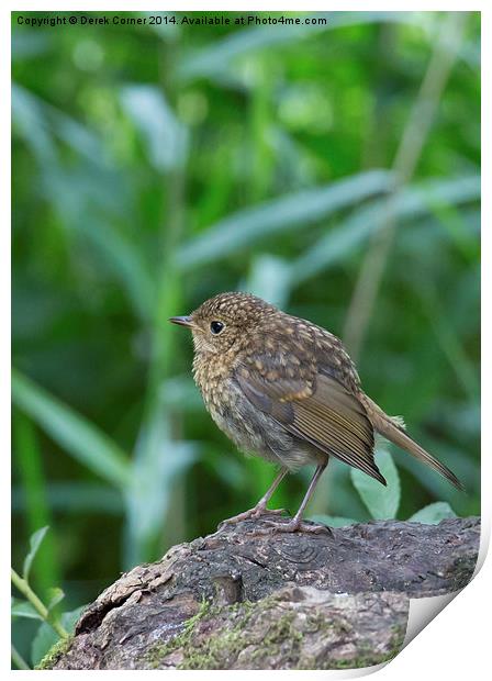 Juvenile Robin Print by Derek Corner