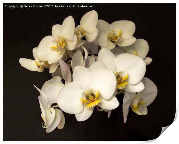 White Orchid Flowers Print by Derek Corner
