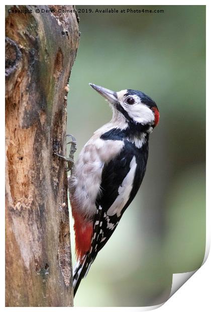 Greater Spotted Woodpecker Print by Derek Corner