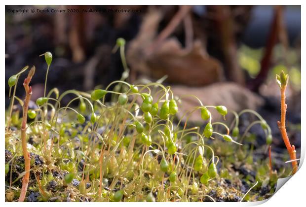 Mosses early growth Print by Derek Corner