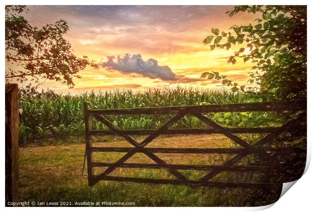 Maize Field At Sunset Print by Ian Lewis