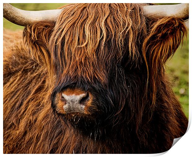 West Highland Cattle Print by Ian Lewis