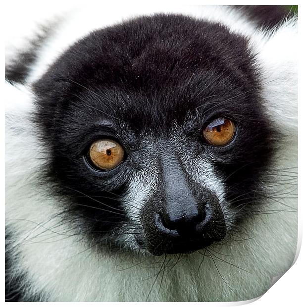 Black and White Ruffed Lemur Print by Ian Lewis