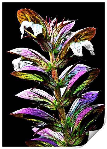 Acanthus Spinosus Print by Ian Lewis