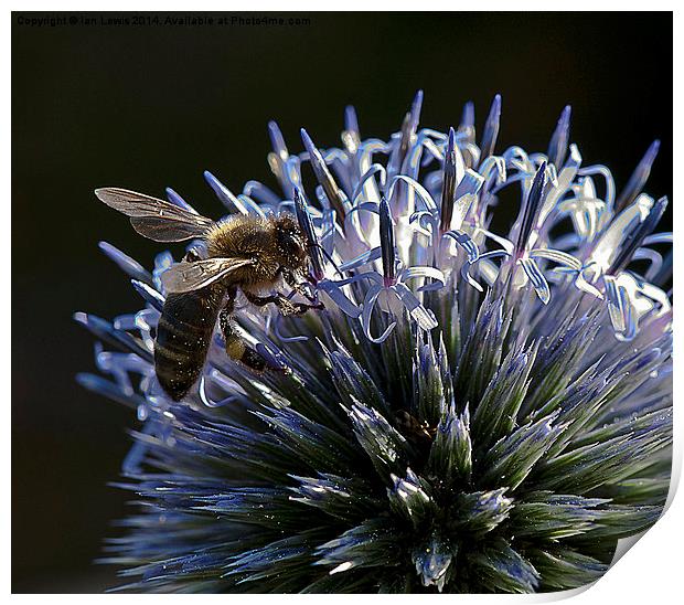 Honey Bee on a Globe Thistle Print by Ian Lewis