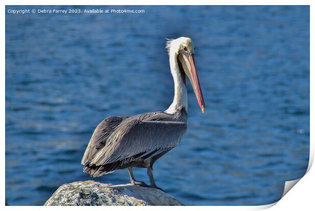 Pelican Pete Print by Debra Farrey