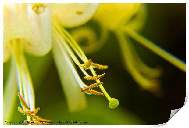 yellow flower Print by keith sutton