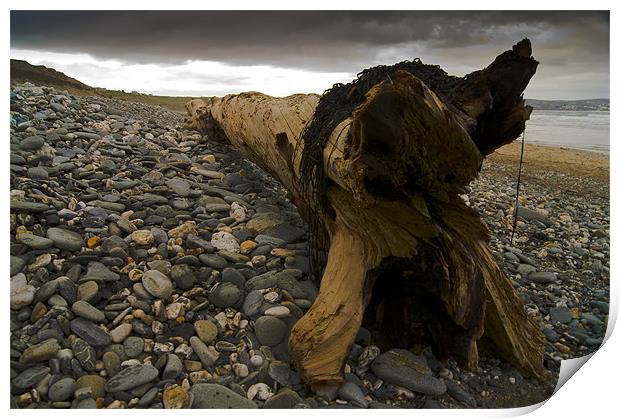 driftwood Print by keith sutton