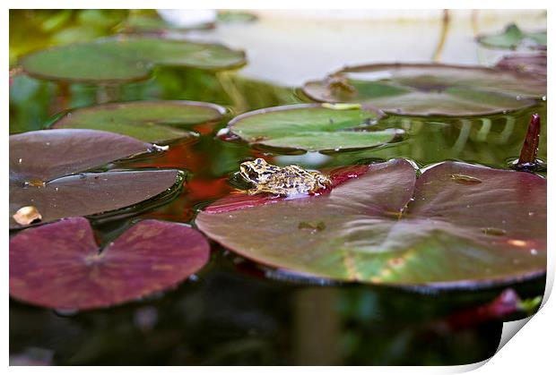 frog on a lilly Print by keith sutton