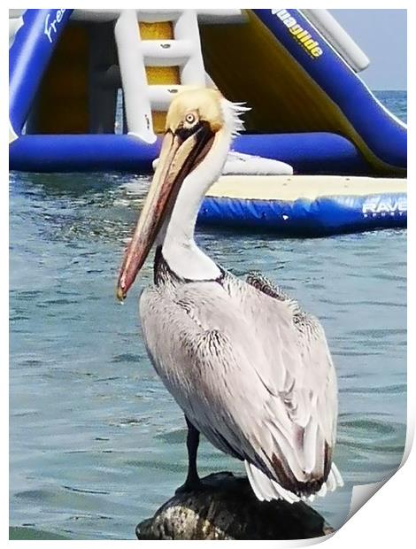 pelican Print by keith sutton
