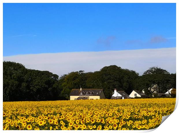 field of gold Print by keith sutton