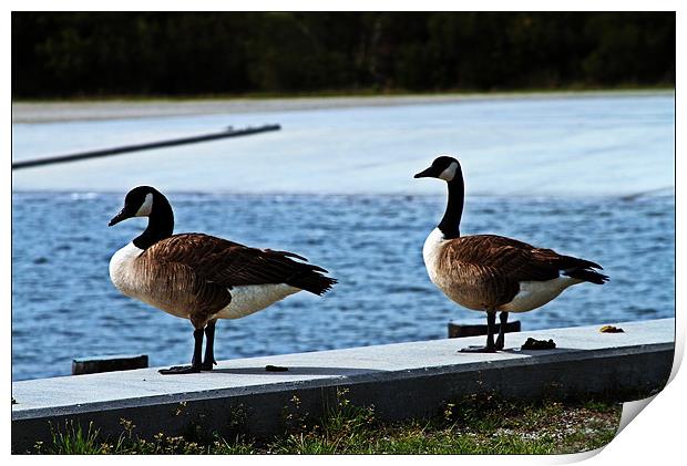 geese on new river landing Print by timothy jankowski