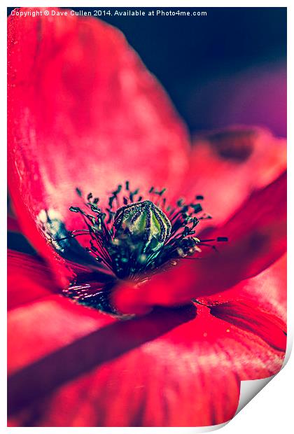 Heart of a Poppy Print by Dave Cullen