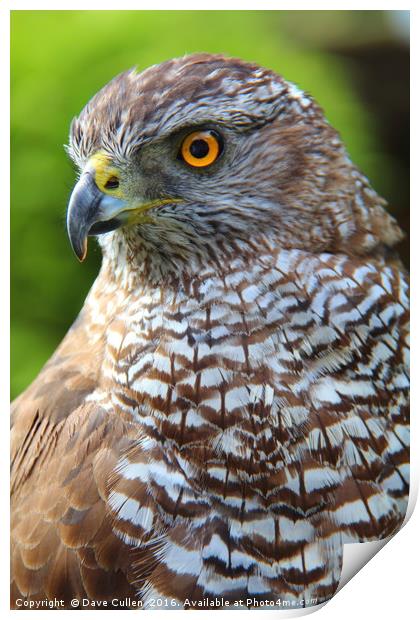 European Sparrowhawk Print by Dave Cullen