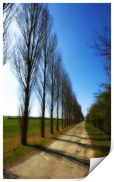 Treelined Avenue Print by Paul Fisher