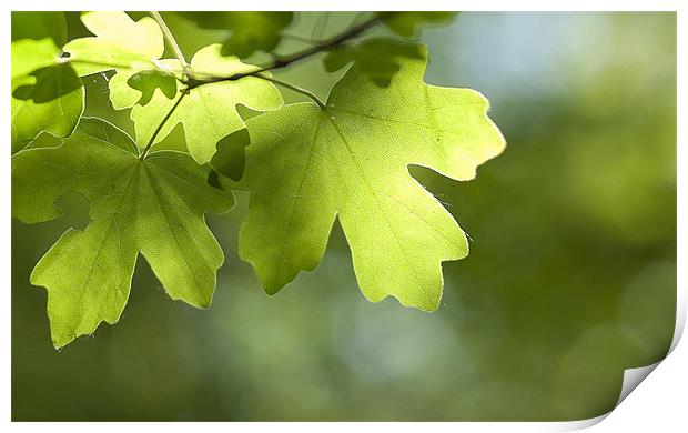 Summertime Leaves Print by Paul Fisher
