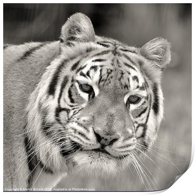 Tiger in Mono Print by Martin Billard