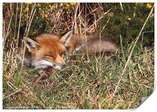 Mr Fox Print by Martin Billard