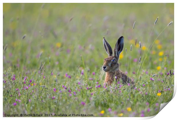 Hare In The Meadow Print by Martin Billard