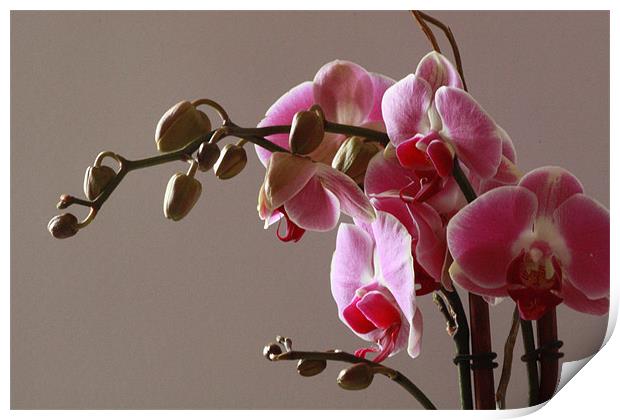 Orchids Print by Tanya Beaudry
