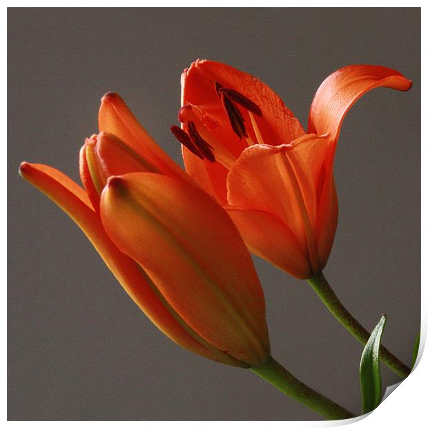 Lillies In Bloom Print by Tanya Beaudry