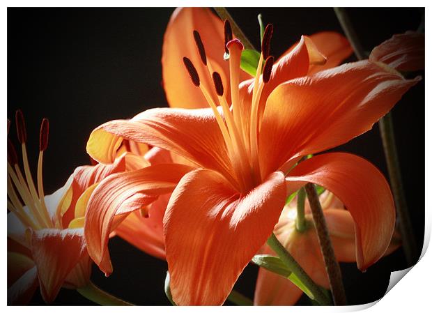Lillies Print by Tanya Beaudry