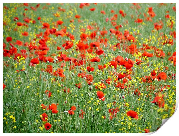 Poppies In Field Of Rapeseed Print by Noreen Linale