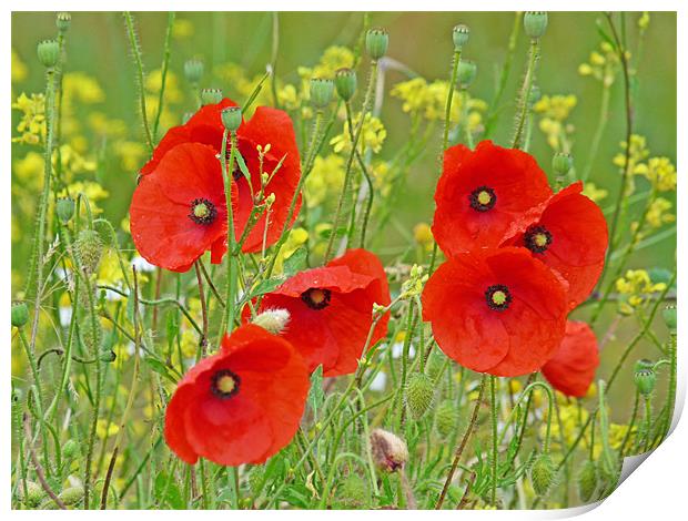 Red Poppies And Rapeseed Print by Noreen Linale