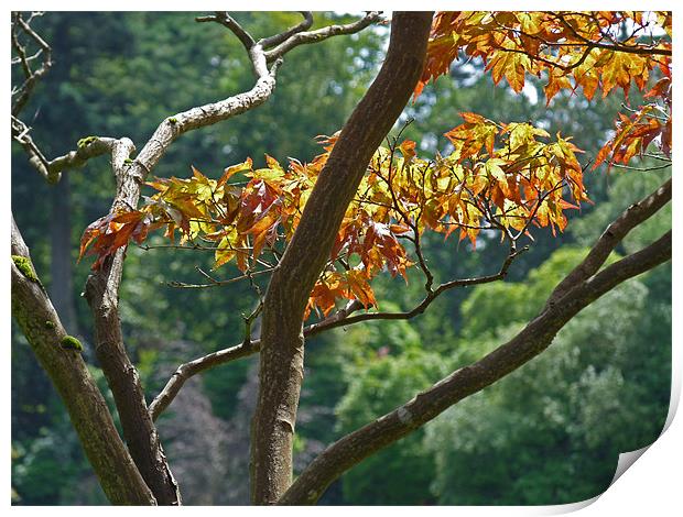 Leaves In Sunlight Print by Noreen Linale