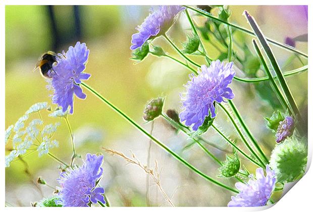 Bee on Blue Scabious Print by Noreen Linale