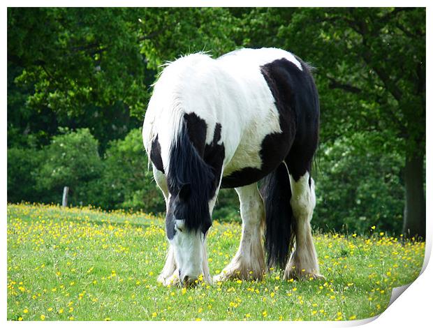 Piebald Horse Grazing Print by Noreen Linale