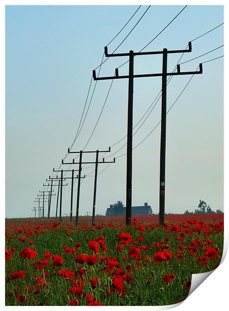 Wild Poppies And Telegraph Poles Print by Noreen Linale