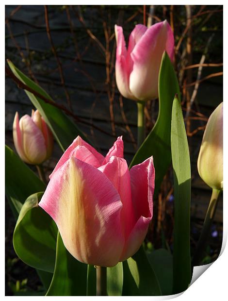 Pink Tulip Print by Noreen Linale