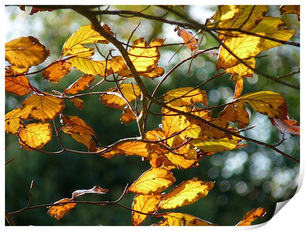 Autumn Leaves Print by Noreen Linale