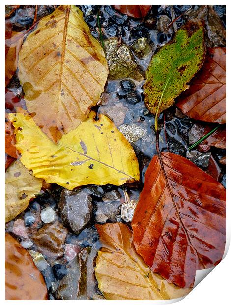 Autumn Leaves Print by Noreen Linale