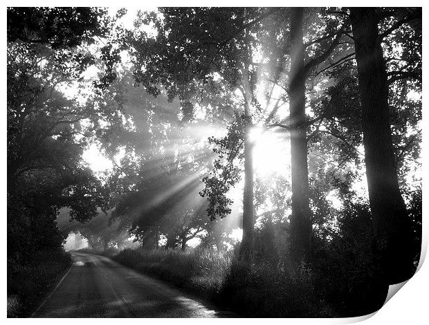 Sun Through Early Morning Mist Print by Noreen Linale