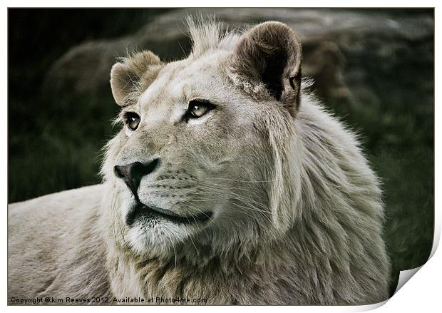 white lion Print by kim Reeves
